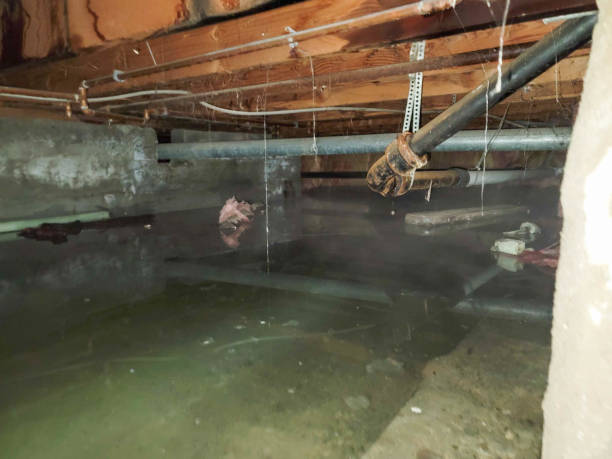 Best Ceiling water damage repair  in Parks, AZ